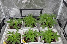 The Ultimate Guide to Marijuana Seeds Virginia